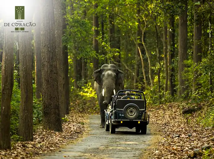 best resorts in Jim Corbett 2