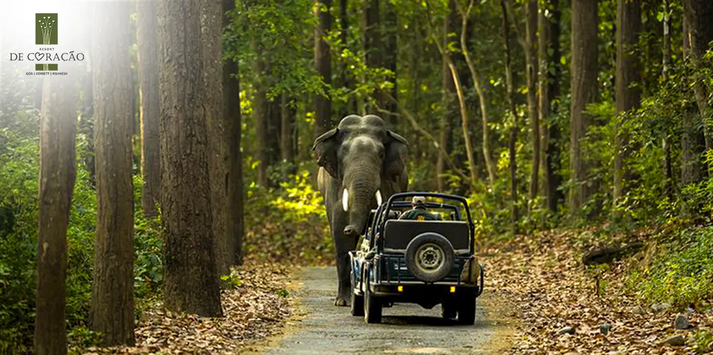 The Corbett Safari Nobody Tells You About: Why Your Zone Choice Matters More Than Your Resort