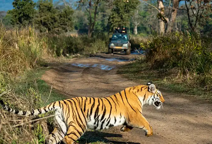 best resort near Jim Corbett National Park  3